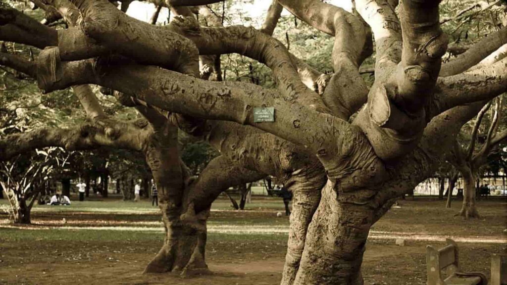  Lalbagh Botanical Gardens in bangalore